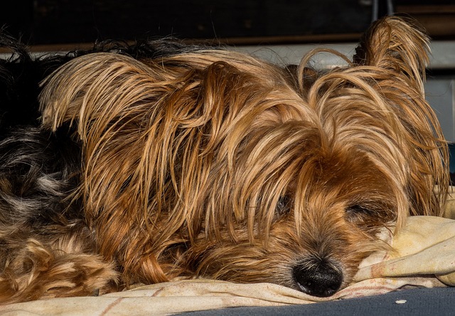 犬の子宮蓄膿症が食欲低下の原因だった！