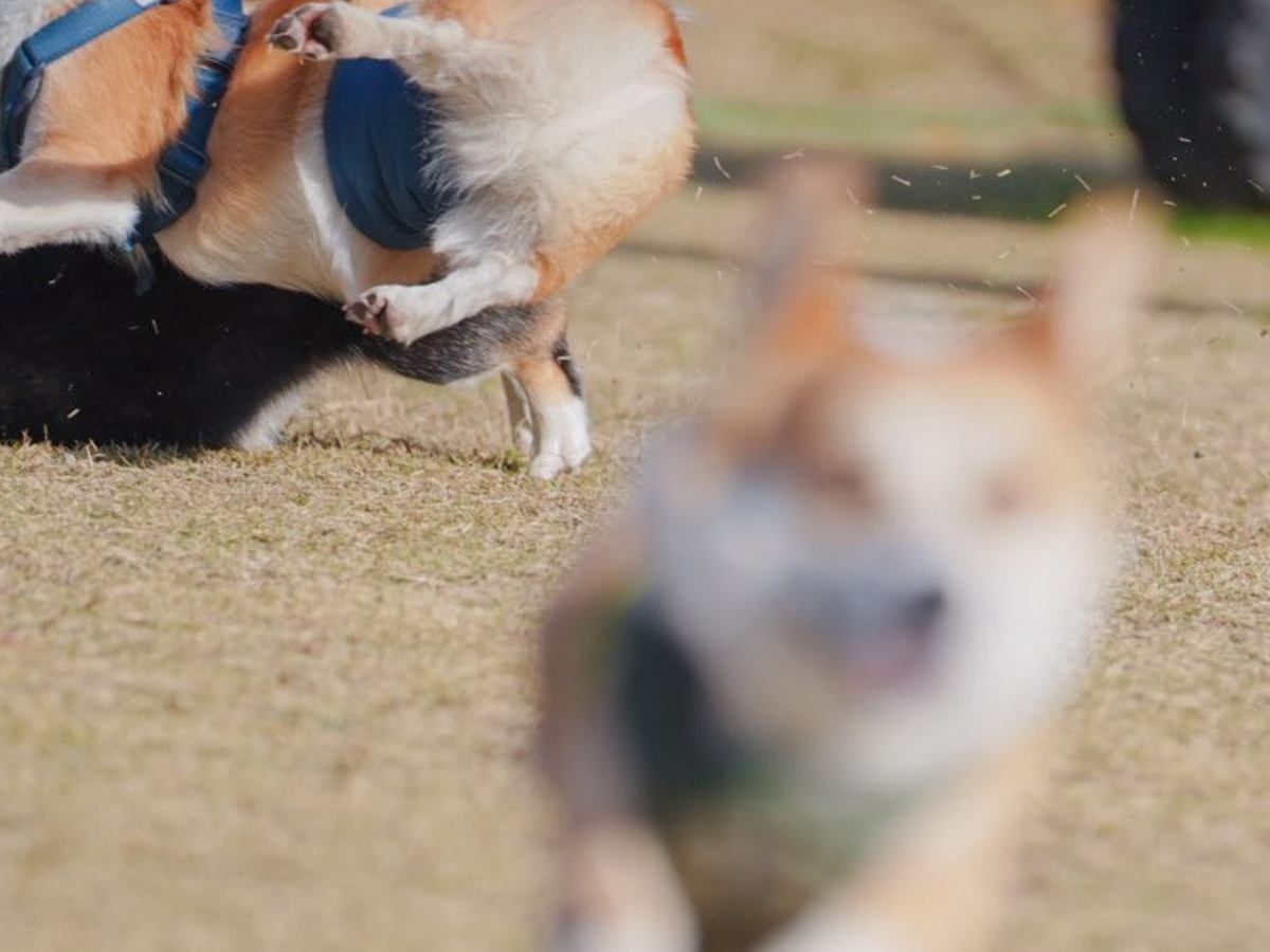 『情報量多すぎｗｗｗ』ドッグランで遊ぶ犬たちを撮影→想定外なハプニングが『大渋滞』している光景に13万いいね集まる「躍動感がｗ」と爆笑