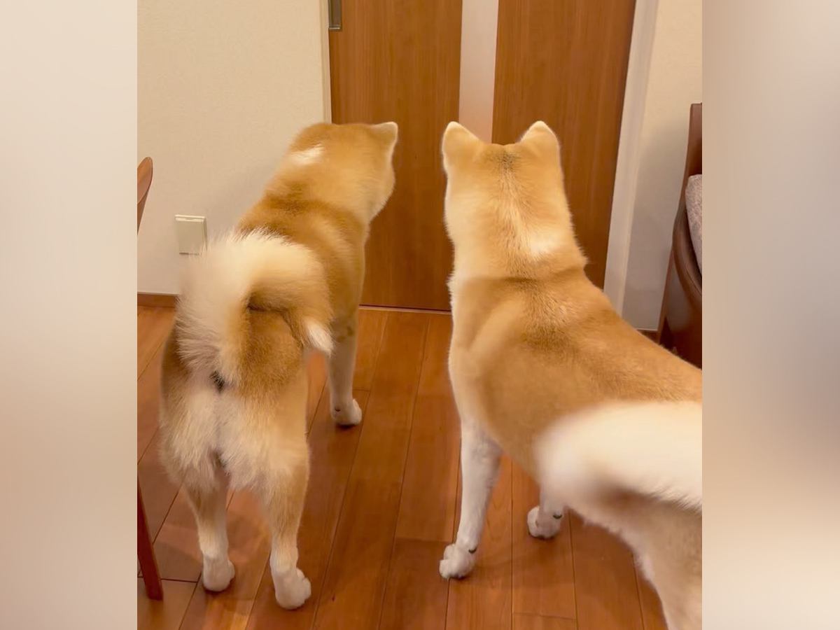 『５ヶ月ぶりの再会』お父さんのお出迎えをした２頭の秋田犬が…想像以上に『もふもふな熱烈歓迎』に「わちゃわちゃ」「羨ましい」と絶賛の声