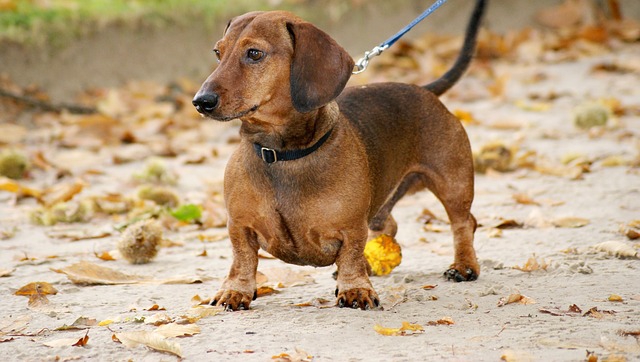 保護犬をもっとオープンな場所に引っぱり出そう!