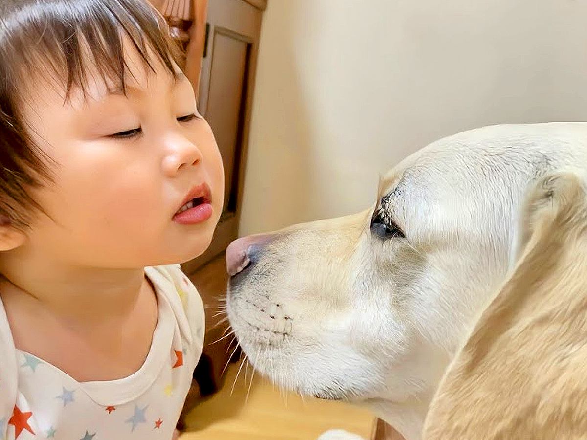 1歳の女の子が『大型犬とちゅー』するために取った行動…まさかの作戦と『想定外のオチ』が28万再生「どっちも可愛すぎる」「最後笑ったｗ」