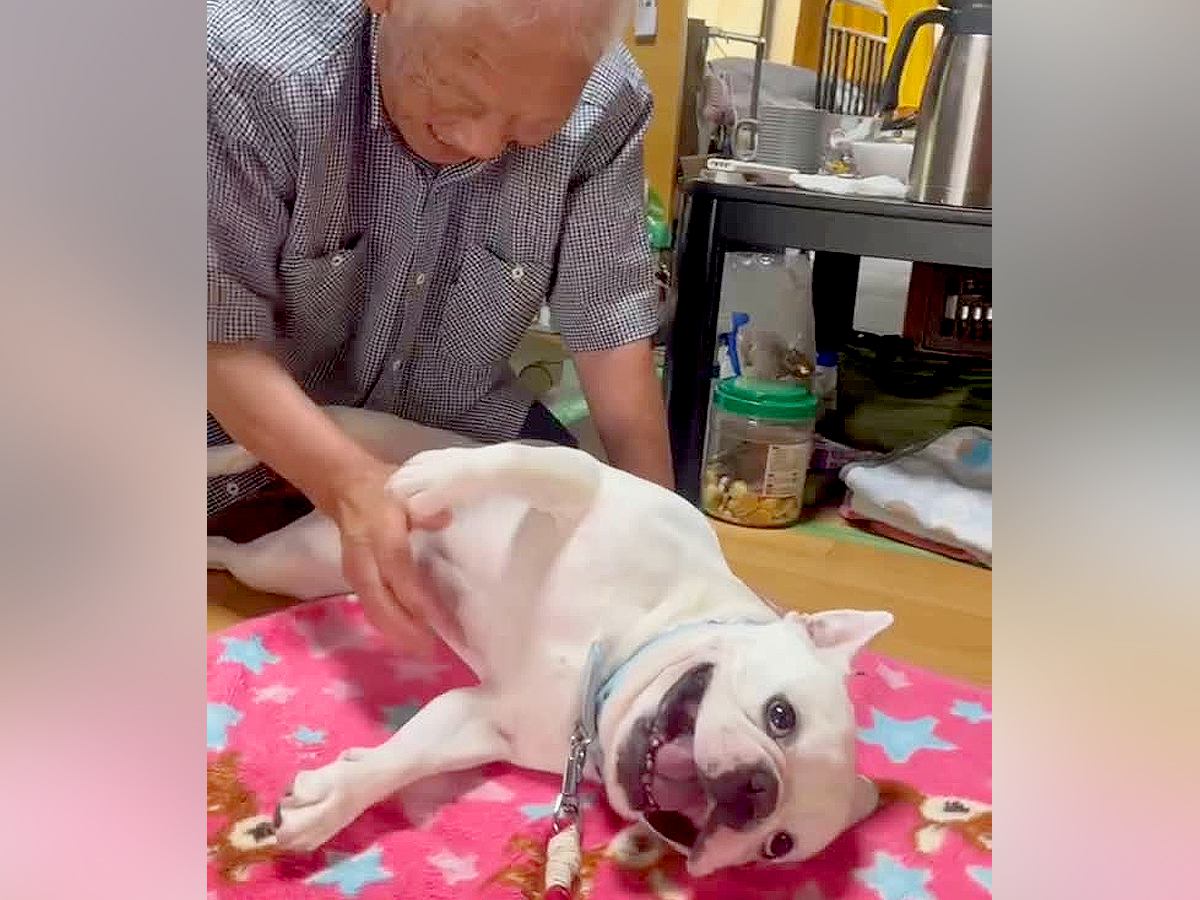 おじいちゃんに撫でられている犬→中断した次の瞬間…絶対にやめられない『まさかの反応』に「なんて幸せなの」「おじいちゃん嬉しそう」と反響
