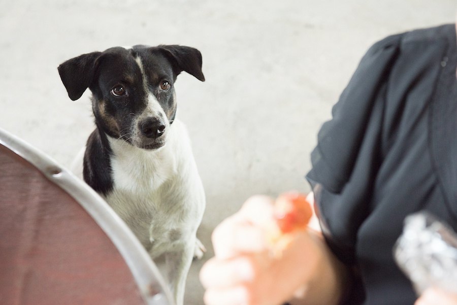 犬が食事中の飼い主をじっと見る時の心理３つ