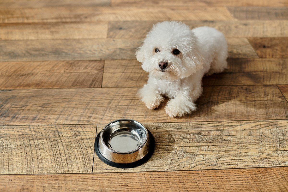 犬が冬になると水を飲まなくなる3つの原因とは　飼い主ができる適切な対処法を解説