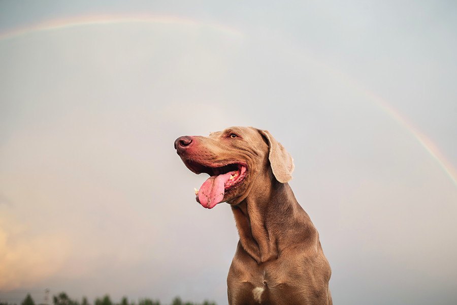 亡くなった犬にできる『５つの供養』