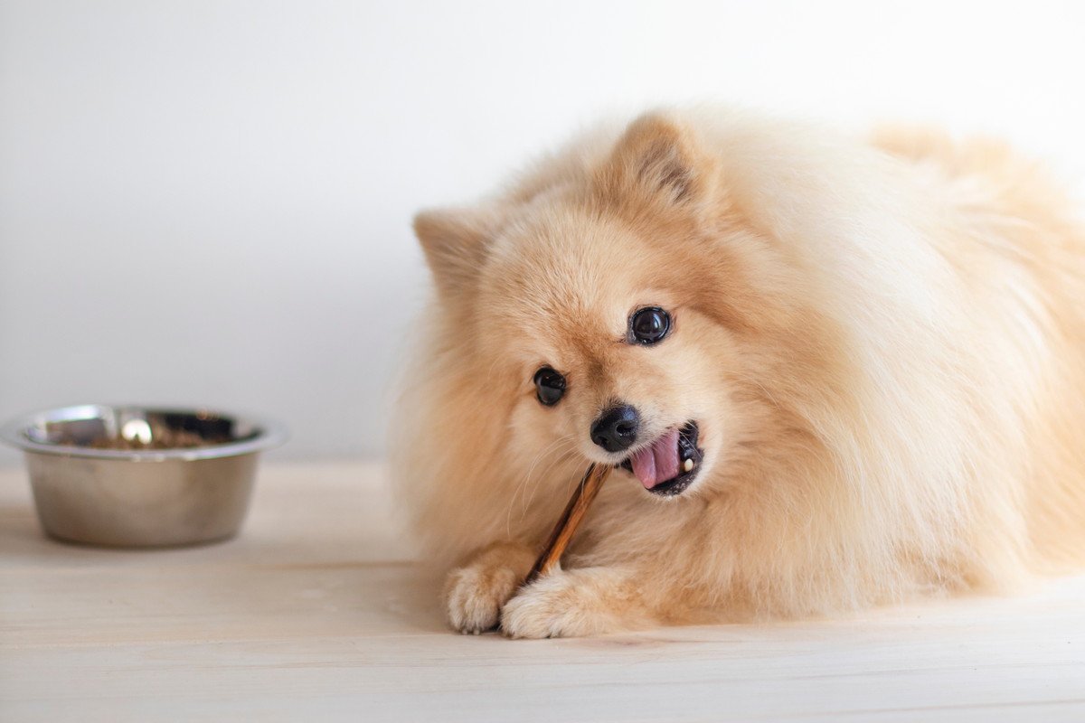 あるある～！犬を飼い始めた時に知っておきたかった『豆知識』4選