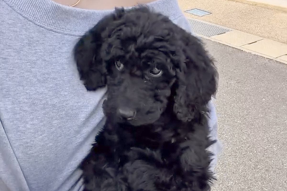 片腕で軽々と抱っこされる赤ちゃん犬→7ヶ月後、21キロになり…もはや別犬のような『驚きの成長速度』が57万再生「あっという間」「たまらん」