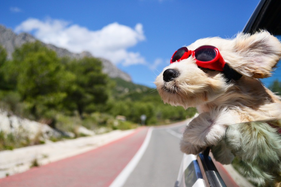 夏は「犬の日焼け」に気をつけて！主な症状や家庭でできる対策