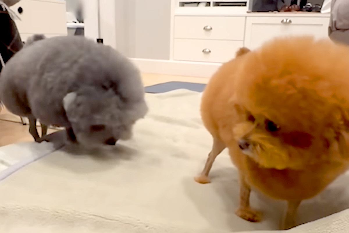 アニメキャラのような犬たちを『公園で散歩させた』結果→目撃した人々が…思わず笑顔になる光景が31万再生「ぜひ遭遇したい」「吹いたｗｗ」