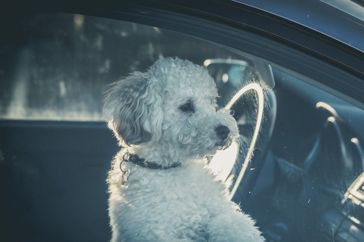 冬なら車で犬を留守番させても大丈夫？状況や時間など注意すべき点と理解すべきリスク「全飼い主に知ってほしい」