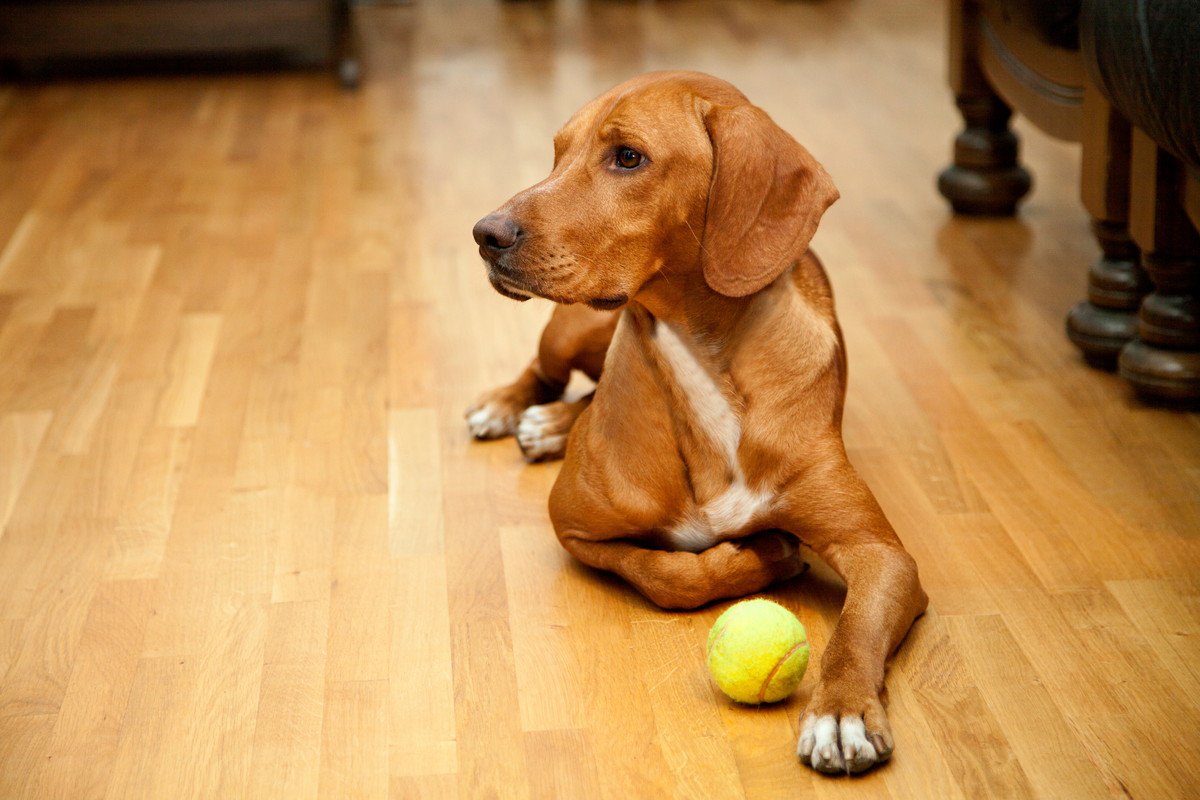 犬はフローリングだと病気やケガをする？注意すべきことと効果的な対策とは