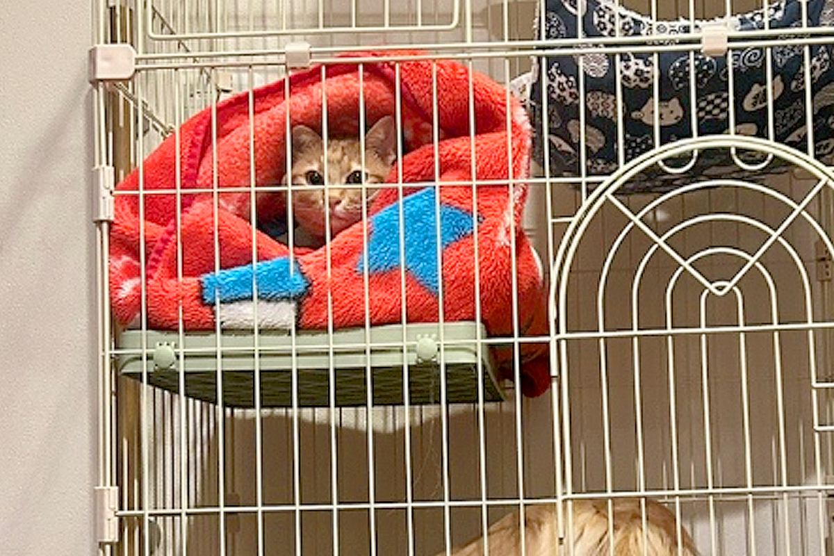 猫のケージに憧れている大型犬→ふと様子を見てみたら…自分の大きさを理解してない『まさかの行動』が22万再生「猫の顔ｗ」「気まずそうで草」