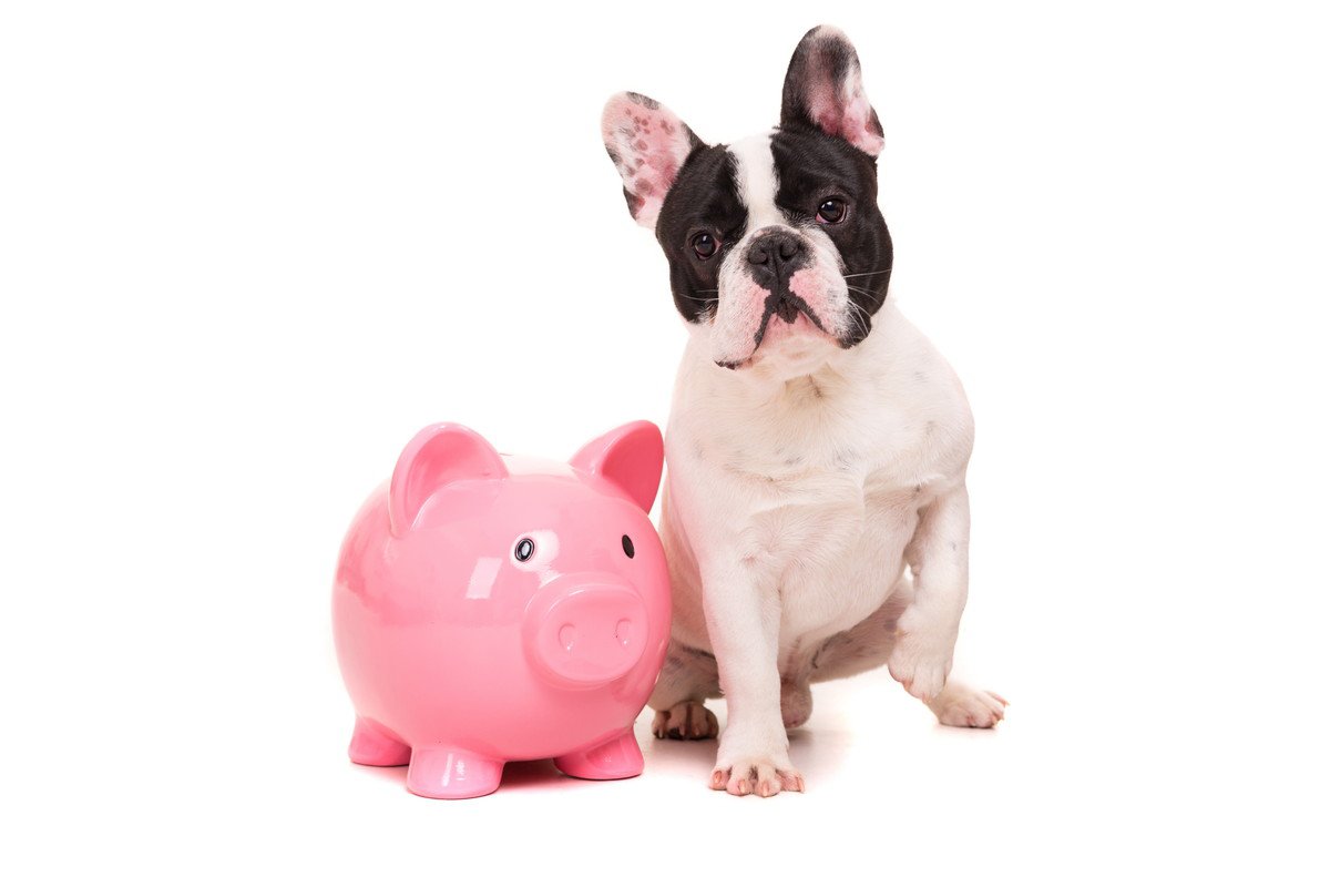 「犬にかかる支出」ランキングトップ5！フード代や医療費など…場合によっては人間よりかかるかも！？