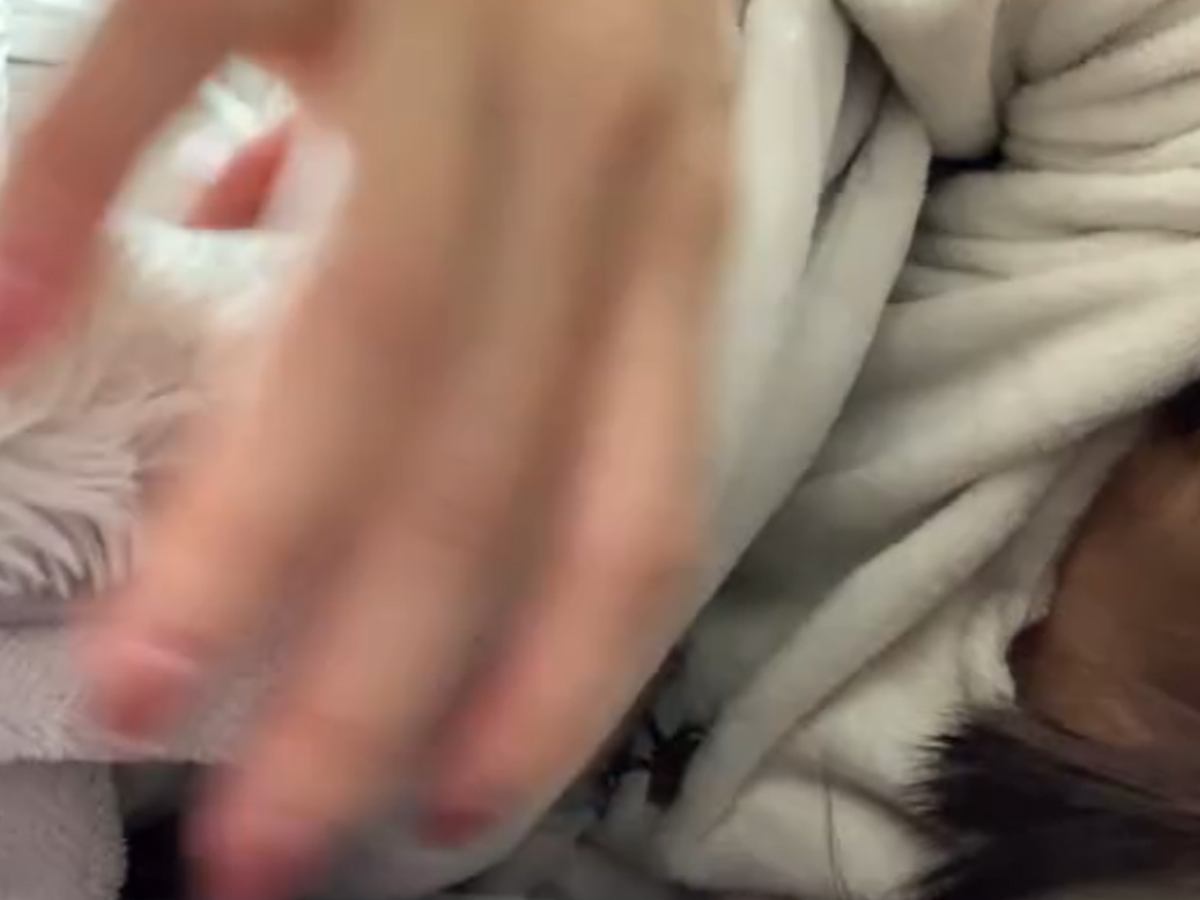 朝、目が覚めて『腕が重いな』と思ったので布団をめくってみた結果…思わず悶絶する『まさかの光景』が31万再生「寝坊の原因ｗ」「たまらん」