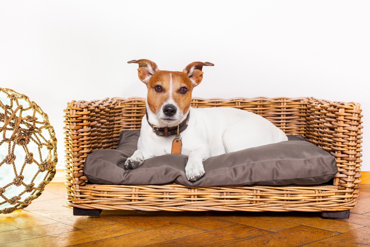 愛犬が快適だと感じるベッドとは？飼い主が知っておくべき『４つのこと』をご紹介