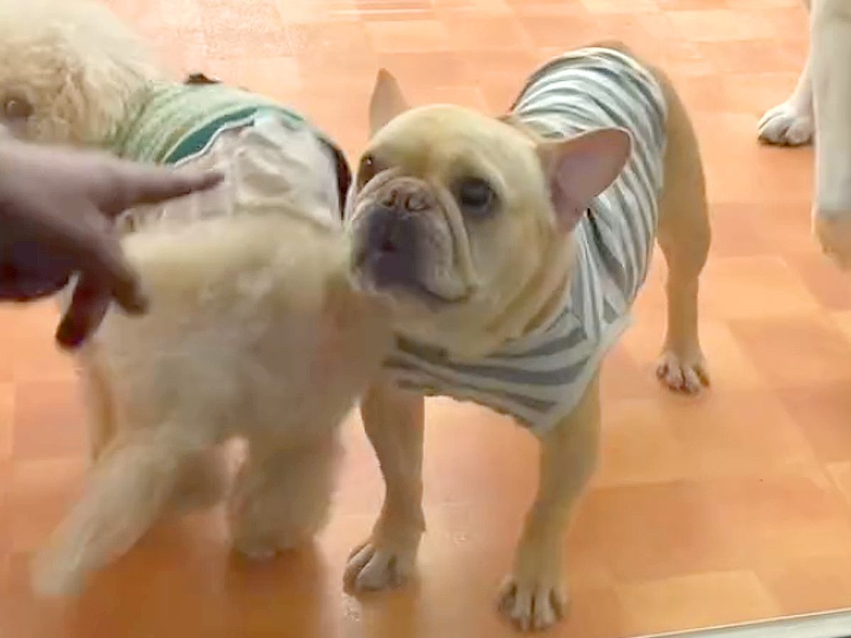 夜、幼稚園に犬を迎えに行った結果→お父さんを見つけた瞬間…思っていたのと違う『ブチギレる光景』が286万再生「個性溢れてるｗ」と絶賛