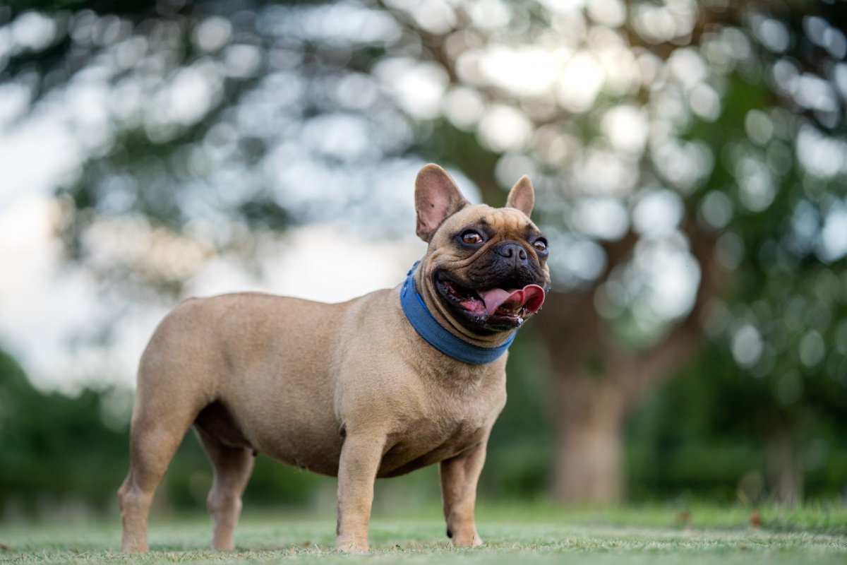 【獣医師監修】フレンチ・ブルドッグってどんな犬種？特徴と性格や飼い方・価格相場まで解説