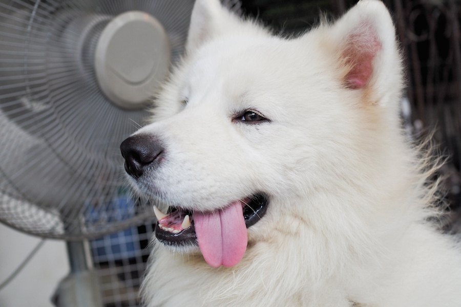 雑種犬はかわいい！魅力と飼う時の注意点