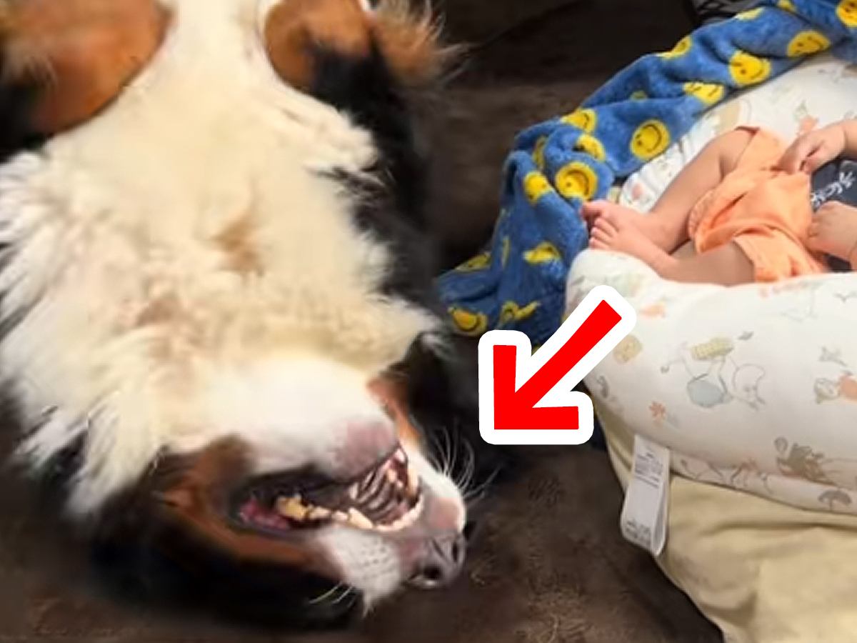 眠っている赤ちゃんをどうしても起こしたい大型犬→あまりにも愛おしい『悶絶する光景』が16万再生「くねくねしてて草」「可愛すぎるｗ」と反響