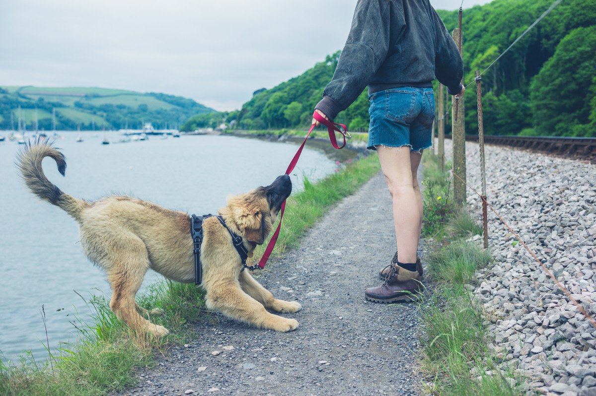 犬が『リード』を嫌がる理由5選！原因を知って適切な対処を