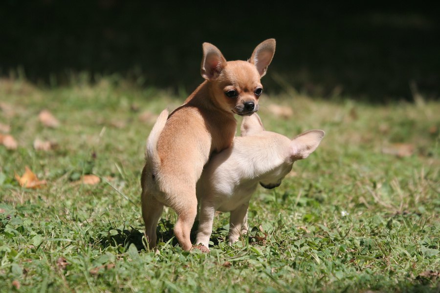 犬のマウンティング、放っておいたらどうなるの？