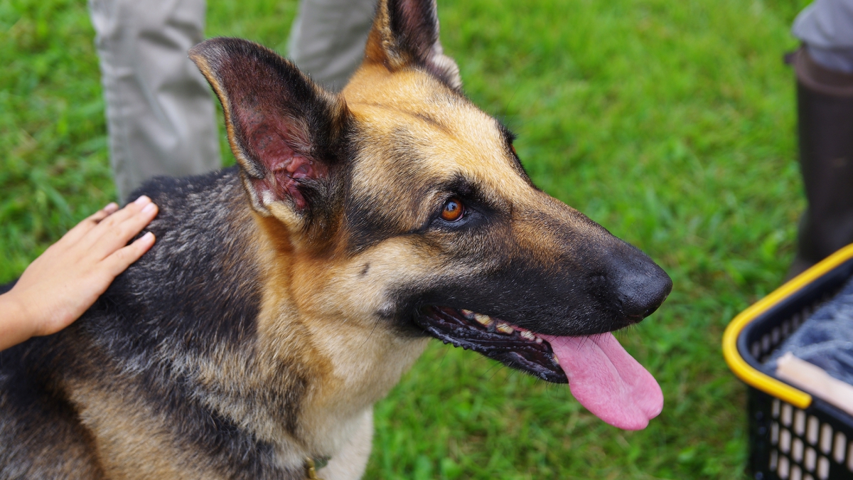 【意識しよう】犬が初対面の人に示す反応は”撫で方”によって変わる！