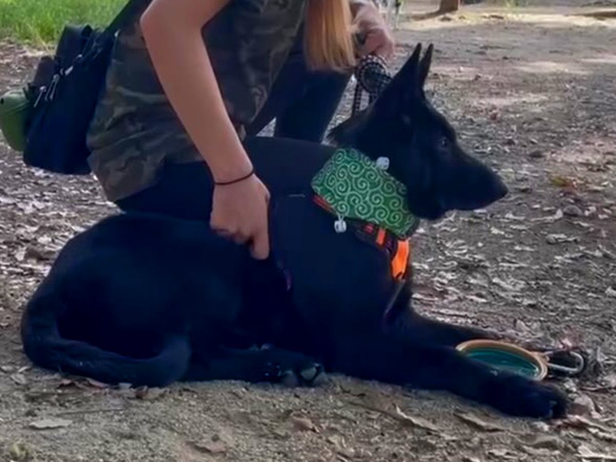 ドッグランで遊び方がわからず、全く動かなかった大型犬…想像もできなかった『現在の光景』に感動の声「走ってる姿に泣けた」と23万再生