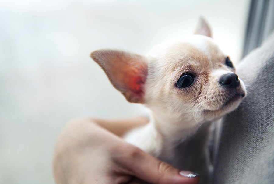 犬の泣く声は赤ちゃんの泣き声と同等の悲しさを感じさせるという研究結果