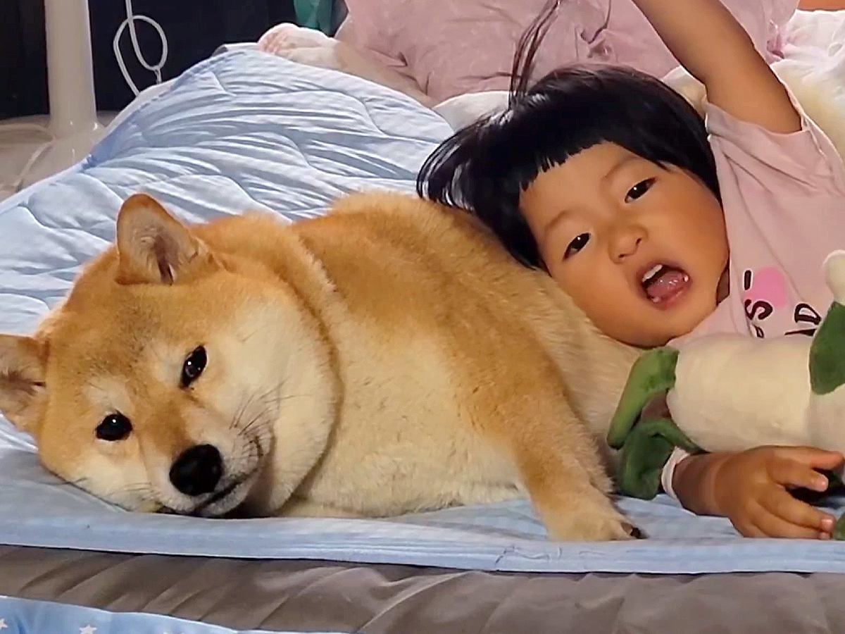 赤ちゃんと一緒に育った犬→2年後…まるで本当のお母さんのような『女の子への対応』に6万いいね集まる「貫禄がｗｗ」「無で笑った」と絶賛
