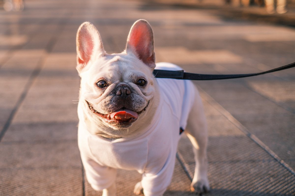 犬が『散歩好き』なのはなぜ？3つの理由とサボった時の悪影響