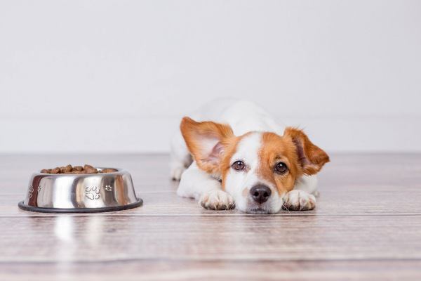 これキライ！犬がご飯に不満を持っているときの仕草・行動5選