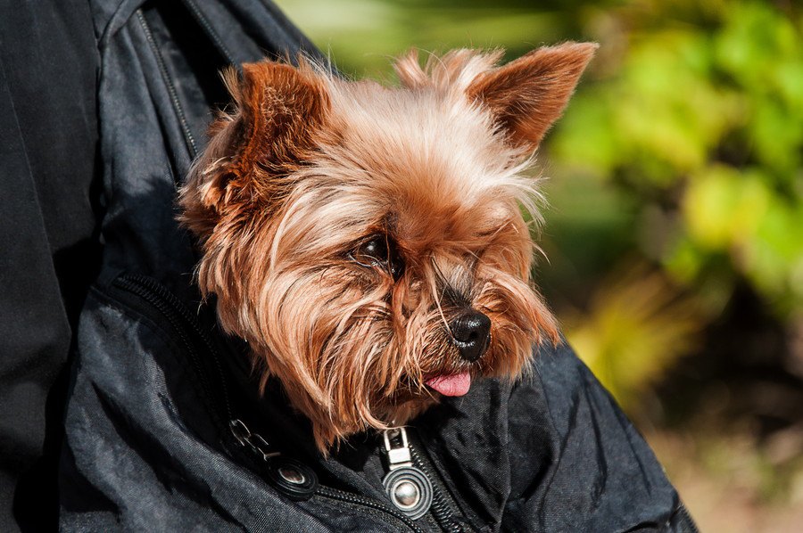 犬をスリングに入れたとき大人しくさせる方法４つ