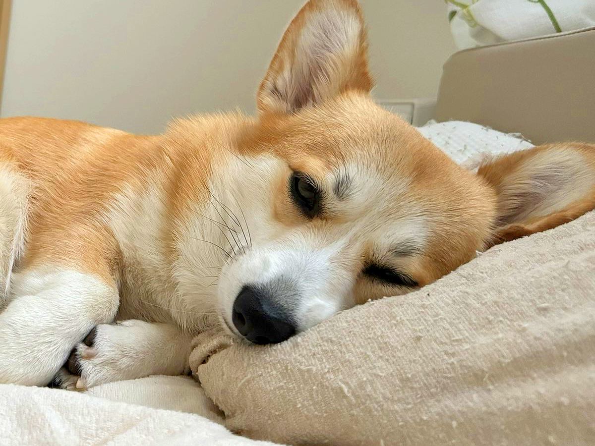 朝、起きたら旦那がいると思って目を開けたら…まさかの『旦那が犬になった光景』に10万いいね「入れ替わってる！？」「イケメンすぎて草」