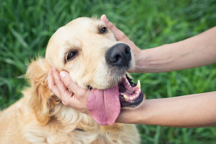 犬の排尿トラブルにおすすめのツボは？押し方のコツや注意点を紹介