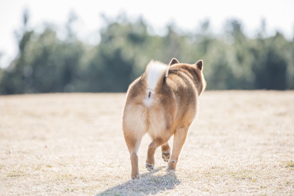 犬の脱肛とは？原因と症状、治療と予防策