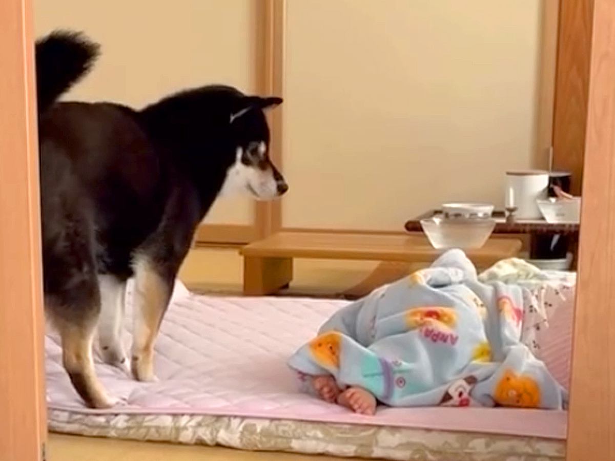 寝ている赤ちゃんの横で眠ろうとした犬→音で泣かせてしまい…『気まずくて見せた行動』が66万再生「退散ｗｗ」「チラ見笑ったｗ」と反響