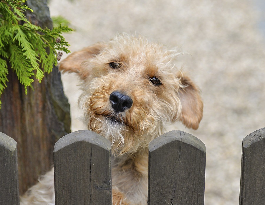 犬を飼ったことがなくても保護犬は飼える？