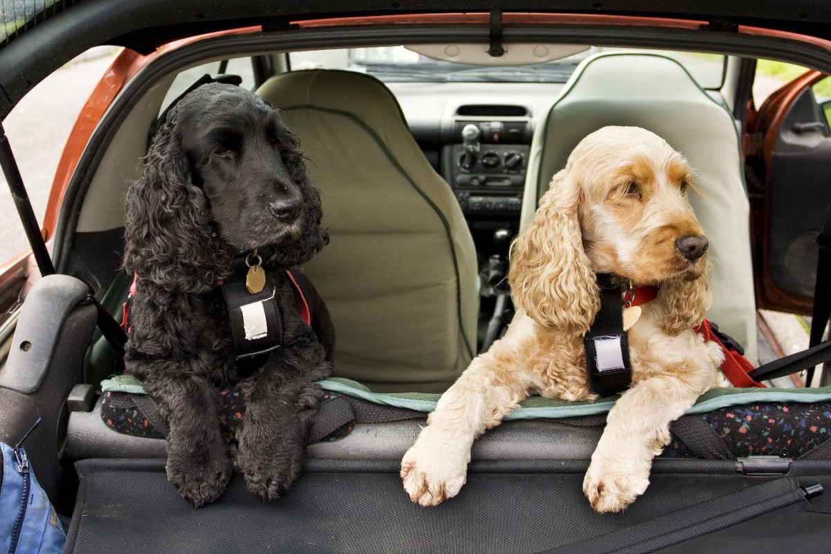 車でドライブ！犬にとって最も落ち着く場所はどこ？【調査結果】