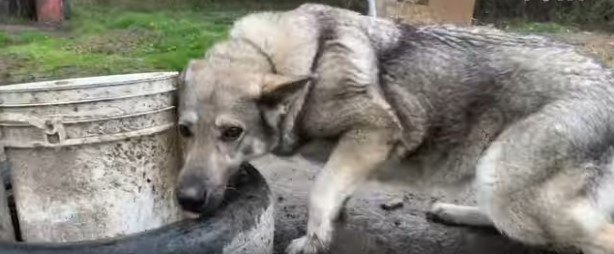 鎖と孤独から解放され生きる喜びを知った犬！素敵な名前をもらいました