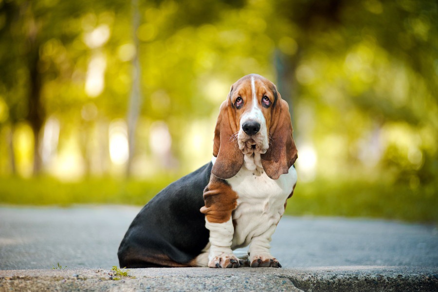 マイペースな犬と接する時の心得2つ