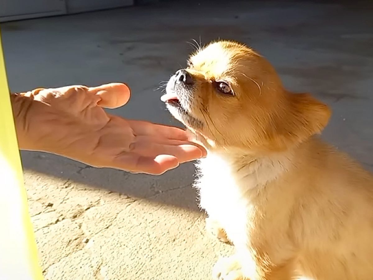 犬を可愛がるおばあちゃんに『犬が好きか』聞いてみた結果…思わず吹き出す『衝撃的な返答』が326万再生「爆笑したｗｗ」「追い打ちで草」