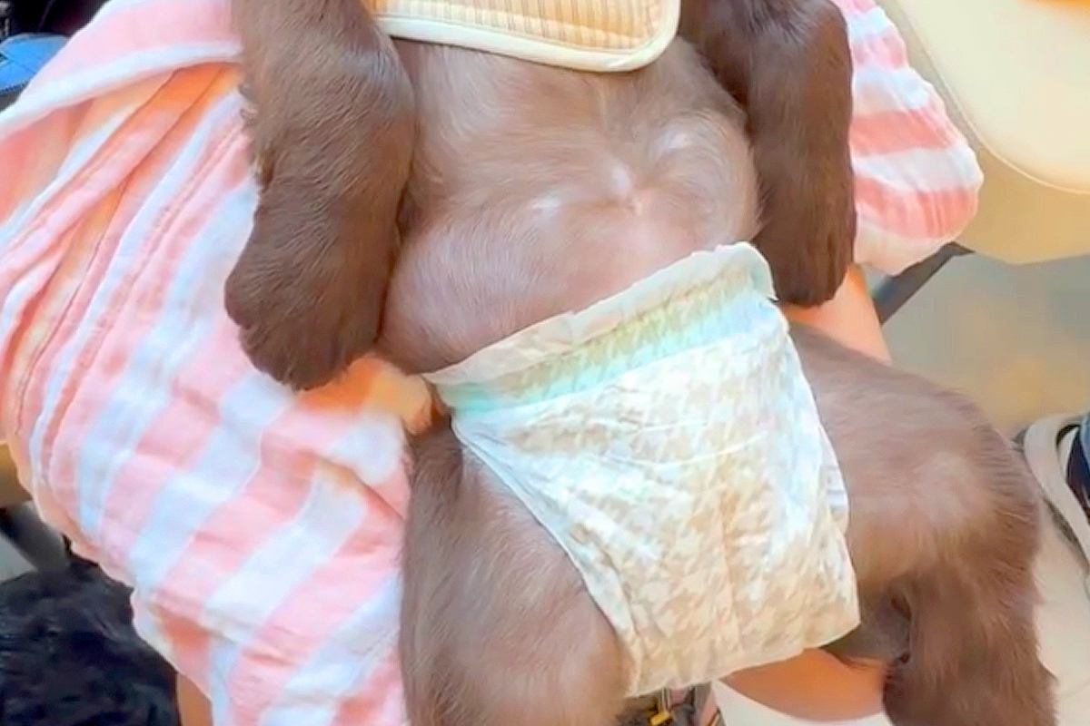 初めて病院に来た子犬→『待合室で怖がってしまうかな』と心配していたら…まさかの『大物すぎる光景』が188万再生「犬生何周目？」「人みたい」