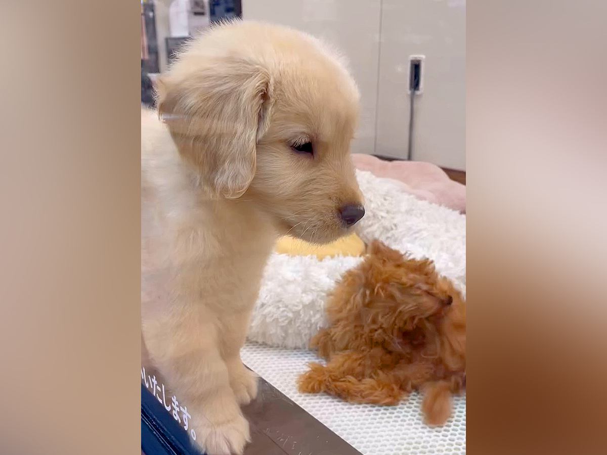 『やさしくて小さかった赤ちゃん犬が…』家族になってから1年が経過→現在の光景が素敵すぎると10万再生「泣ける」「愛しかない」と感動の声