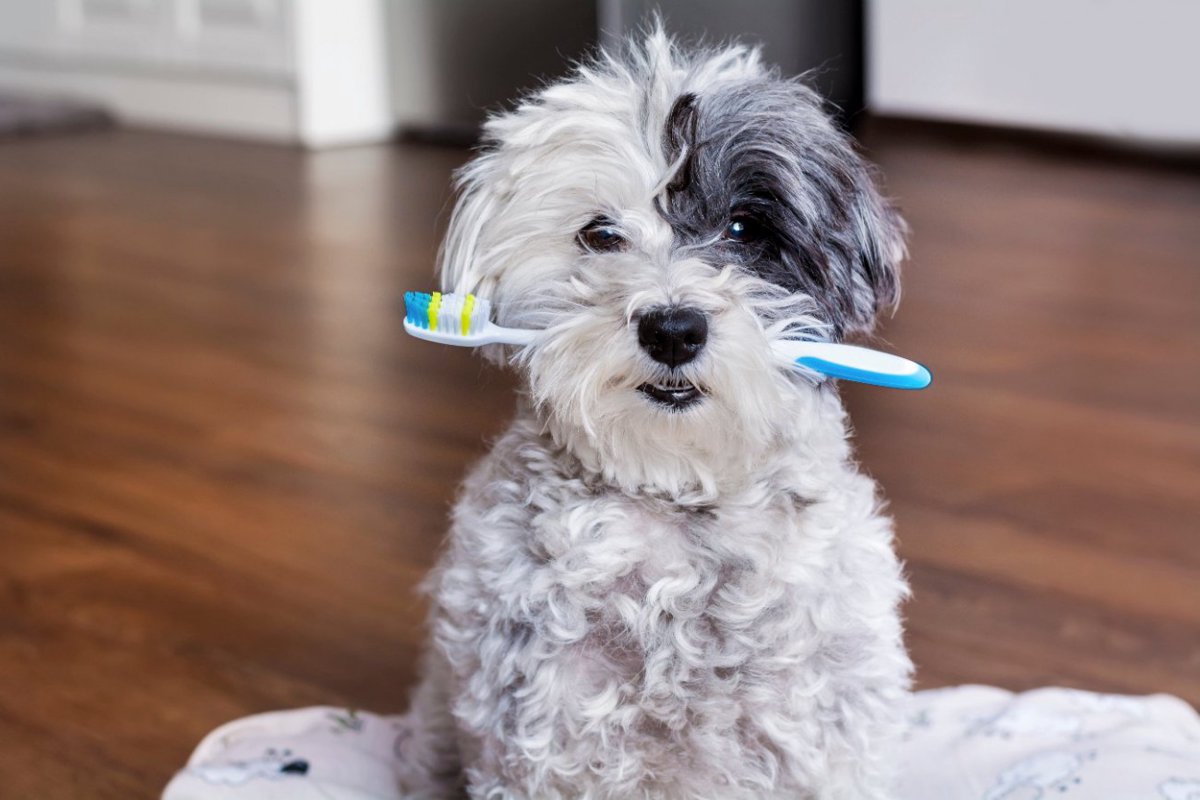 犬の『歯磨き』絶対NG行為4選　間違った方法で怪我を引き起こす可能性も