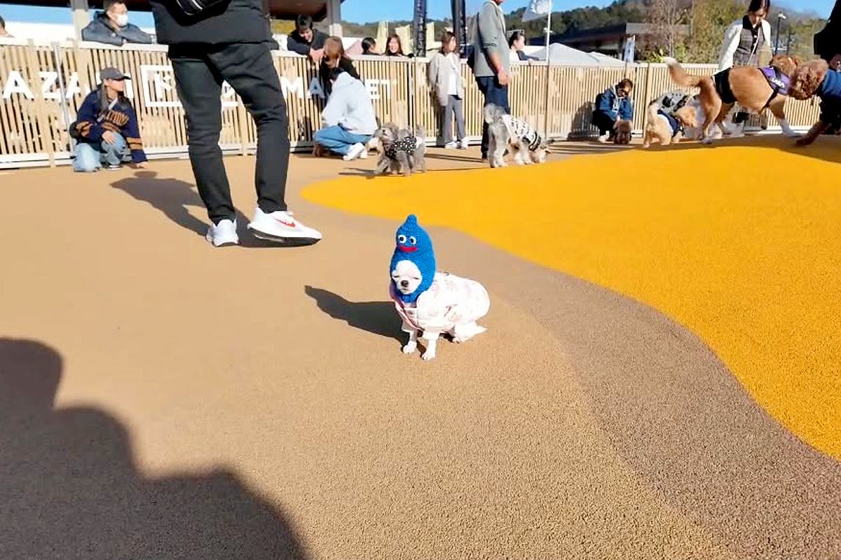 初めてドッグランに来た犬→誰とも友達になれず…思わず応援したくなる『哀愁漂う光景』が97万再生「ポツンが可愛すぎるｗ」「がんばれー！」