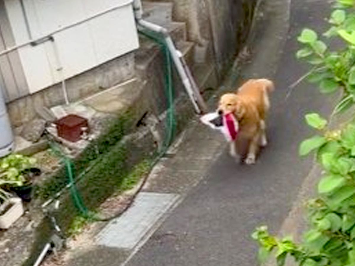 犬に『水筒持ってきて』お願いした結果…まさかの光景が101万再生「俺より賢い」「天才過ぎてびっくりした」驚きと賞賛の声続々