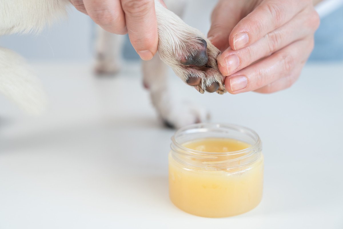 犬の『肉球ケア』何をしたらいいの？お手入れ不足が引き起こすデメリットまで