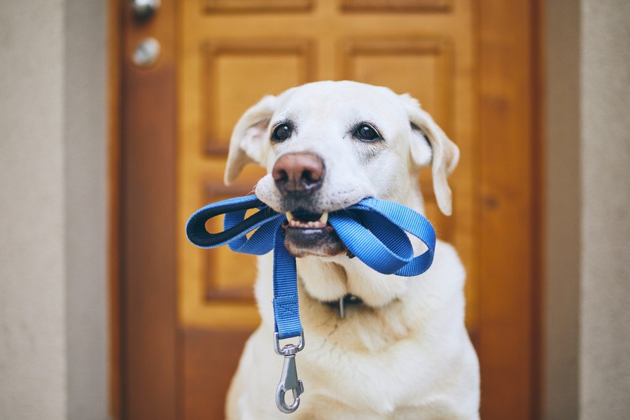 犬が散歩を催促している仕草や行動５つ