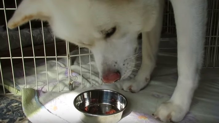 おやつタイプでもやっぱり薬はマズイらしい…。なかなか食べ進まない秋田犬