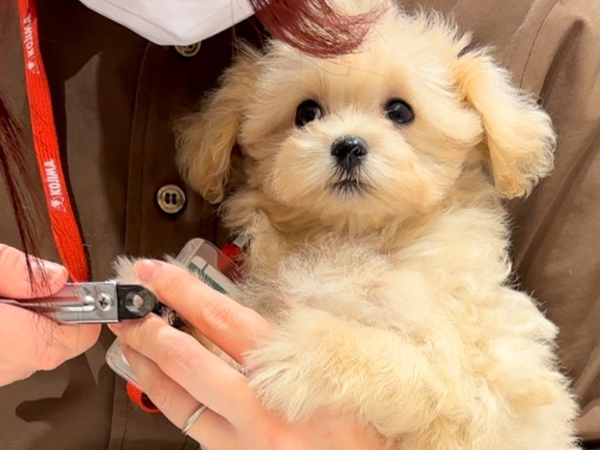 赤ちゃん犬をお迎えに→店員さんが爪切りを始めると…泣けるほど愛おしい『されるがまま過ぎる光景』が62万再生「涙出た」「顔がたまらん」